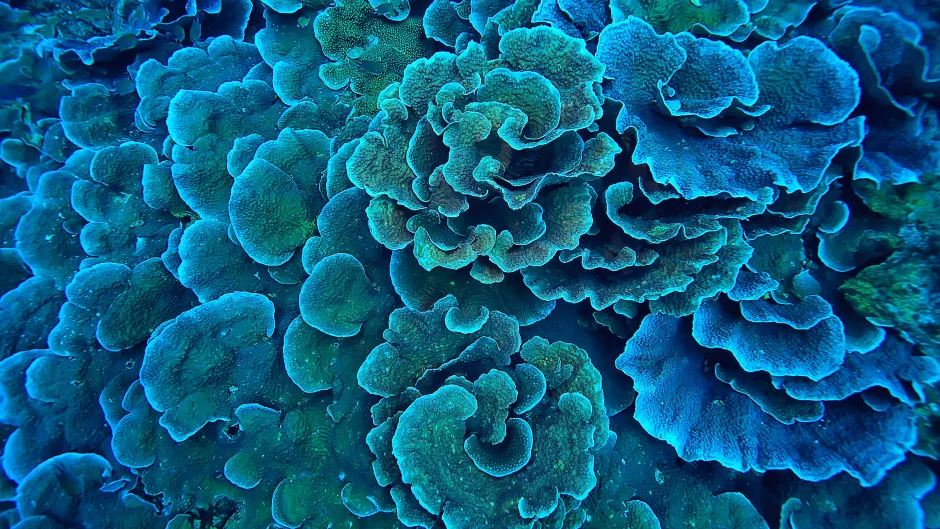 Nahaufnahme eines Korralenriffs